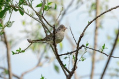 Emberiza_spodocephala_2024_0610_1625-4