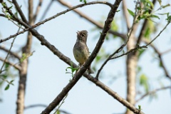 Emberiza_spodocephala_2024_0610_1625