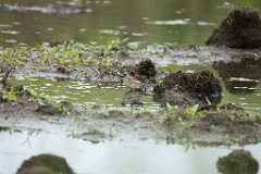 Emberiza_spodocephala_2024_0611_1233