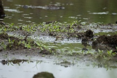 Emberiza_spodocephala_2024_0611_1234
