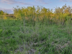 nest240528-2_Emberiza_spodocephala_2024_0528_2009-3