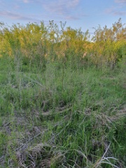 nest240528-2_Emberiza_spodocephala_2024_0528_2009
