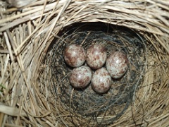 nest240528-2_Emberiza_spodocephala_2024_0528_2010-3