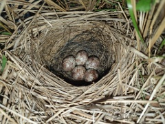 nest240528-2_Emberiza_spodocephala_2024_0528_2010-4