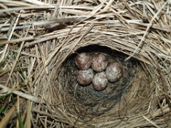 nest240528-2_Emberiza_spodocephala_2024_0528_2010