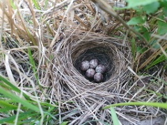 nest240528-2_Emberiza_spodocephala_2024_0528_2011-2