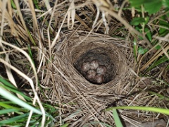 nest240528-2_Emberiza_spodocephala_2024_0528_2011