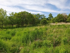 nest240603-2_Emberiza_spodocephala_2024_0603_1701