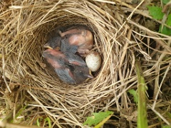nest240603-2_Emberiza_spodocephala_2024_0603_1723-2