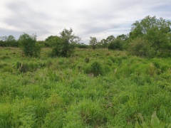 nest240603-2_Emberiza_spodocephala_2024_0603_1730