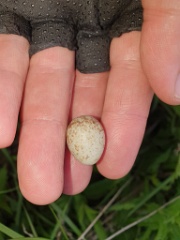nest240603-2_Emberiza_spodocephala_2024_0613_1843-2