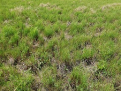 nest240605-1_Emberiza_spodocephala_2024_0605_1326-3