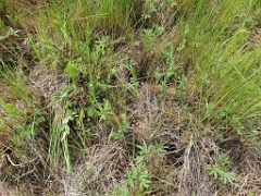 nest240605-1_Emberiza_spodocephala_2024_0605_1326-4