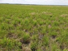 nest240605-1_Emberiza_spodocephala_2024_0605_1326