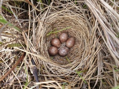 nest240605-1_Emberiza_spodocephala_2024_0605_1327-2