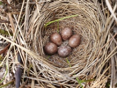 nest240605-1_Emberiza_spodocephala_2024_0605_1327