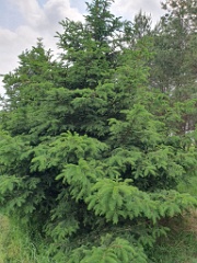 nest240605-3_Emberiza_spodocephala_2024_0605_1431-3