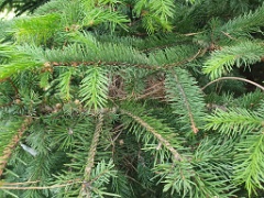 nest240605-3_Emberiza_spodocephala_2024_0605_1431-4