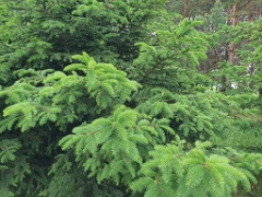 nest240605-3_Emberiza_spodocephala_2024_0605_1431