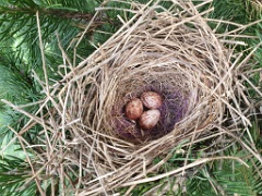 nest240605-3_Emberiza_spodocephala_2024_0605_1432