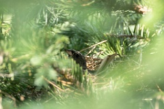 nest240605-3_Emberiza_spodocephala_2024_0606_1529