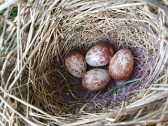 nest240605-3_Emberiza_spodocephala_2024_0606_1538-3