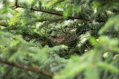 nest240605-3_Emberiza_spodocephala_2024_0606_1829