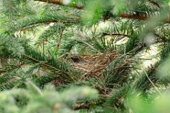 nest240605-3_Emberiza_spodocephala_2024_0606_1831