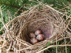 nest240605-3_Emberiza_spodocephala_2024_0607_0946