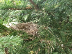 nest240605-3_Emberiza_spodocephala_2024_0607_0947