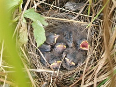 nest240610-1_Emberiza_spodocephala_2024_0610_1801-3