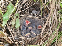 nest240610-1_Emberiza_spodocephala_2024_0610_1801-4