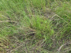 nest240610-1_Emberiza_spodocephala_2024_0610_1801