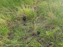 nest240610-1_Emberiza_spodocephala_2024_0610_1933