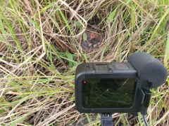 nest240610-1_Emberiza_spodocephala_2024_0610_1934