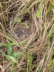nest240610-1_Emberiza_spodocephala_2024_0611_0857-2