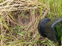 nest240610-1_Emberiza_spodocephala_2024_0611_0857