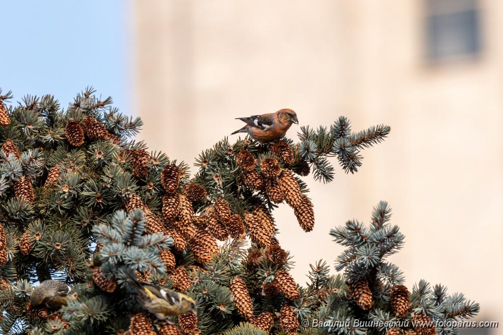 Loxia_leucoptera_2019_1124_1410.jpg - Клест белокрылый. Two-barred Crossbill (Loxia leucoptera). Moscow