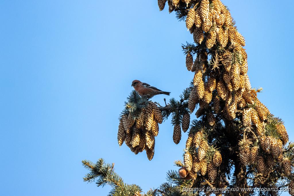 bird_male_Loxia_leucoptera_2019_1123_1133.jpg - Клест белокрылый. Two-barred Crossbill (Loxia leucoptera). Moscow