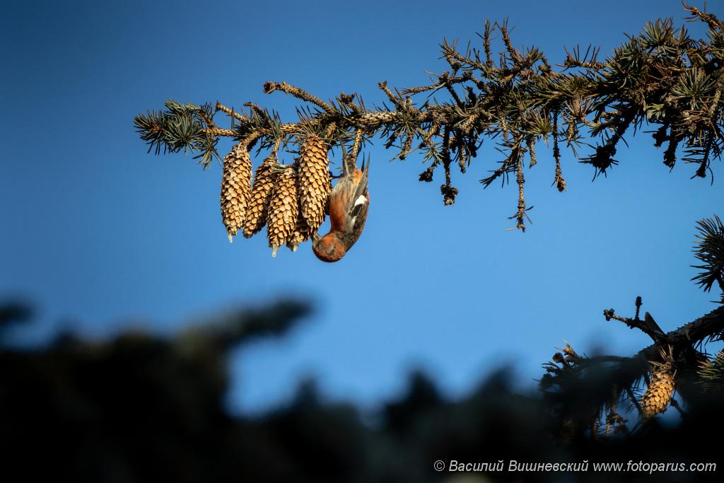 bird_male_Loxia_leucoptera_2019_1123_1141-2.jpg - Клест белокрылый. Two-barred Crossbill (Loxia leucoptera). Moscow