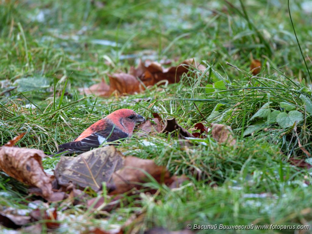 bird_male_Loxia_leucoptera_2019_1124_1537-2.jpg - Клест белокрылый. Two-barred Crossbill (Loxia leucoptera). Moscow