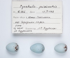eggs_apart_Pyrrhula_griseiventris201010041327