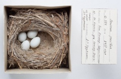 eggs_museum_Serinus_pusillus_2010_1004_1451-2