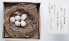 eggs_museum_Serinus_pusillus_2010_1004_1453