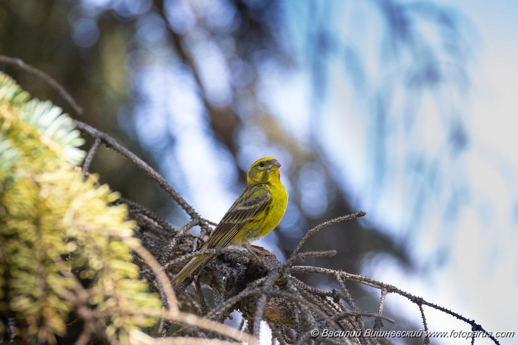 Serinus_serinus_2024_0720_1022.jpg - Вьюрок канареечный. Serin (Serinus serinus). Moscow. Самец. Сквер Героев-Нефтяников, Москва.
