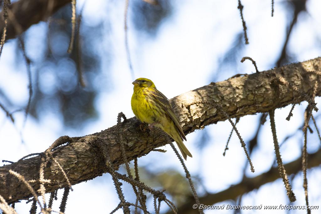 Serinus_serinus_2024_0720_1030.jpg - Вьюрок канареечный. Serin (Serinus serinus). Moscow. Самец. Сквер Героев-Нефтяников, Москва.