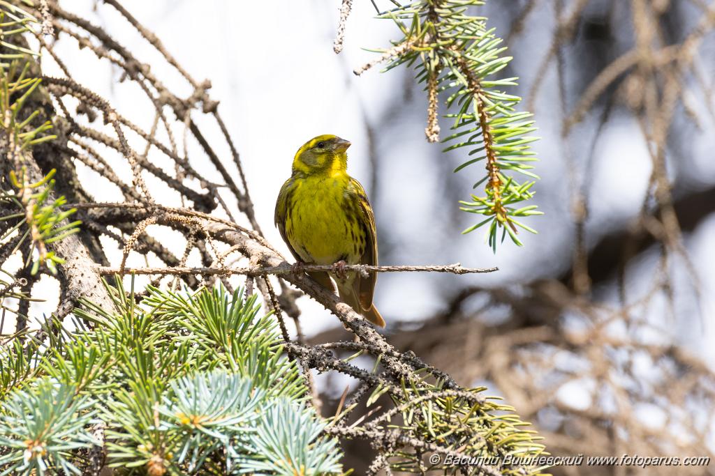 Serinus_serinus_2024_0720_1035.jpg - Вьюрок канареечный. Serin (Serinus serinus). Moscow. Самец. Сквер Героев-Нефтяников, Москва.