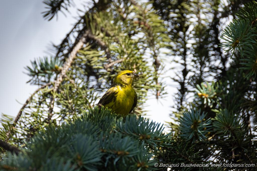 Serinus_serinus_2024_0720_1037-3.jpg - Вьюрок канареечный. Serin (Serinus serinus). Moscow. Самец. Сквер Героев-Нефтяников, Москва.