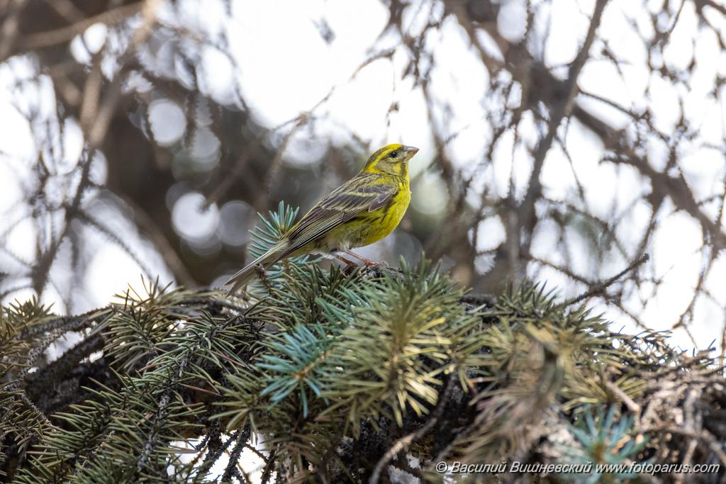 Serinus_serinus_2024_0720_1037-4.jpg - Вьюрок канареечный. Serin (Serinus serinus). Moscow. Самец. Сквер Героев-Нефтяников, Москва.