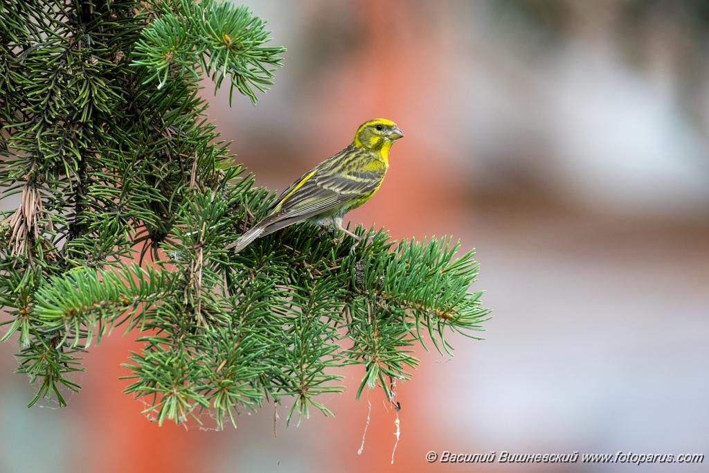 Serinus_serinus_2024_0720_1205-11.jpg - Вьюрок канареечный. Serin (Serinus serinus). Moscow. Самец. Сквер Героев-Нефтяников, Москва.